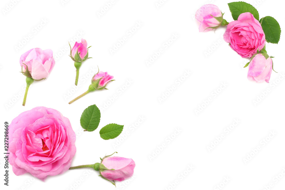 Pink rose flowers isolated on white background. top view Pink rose flowers isolated on white background. top view