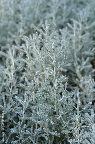 Cypress lavender cotton