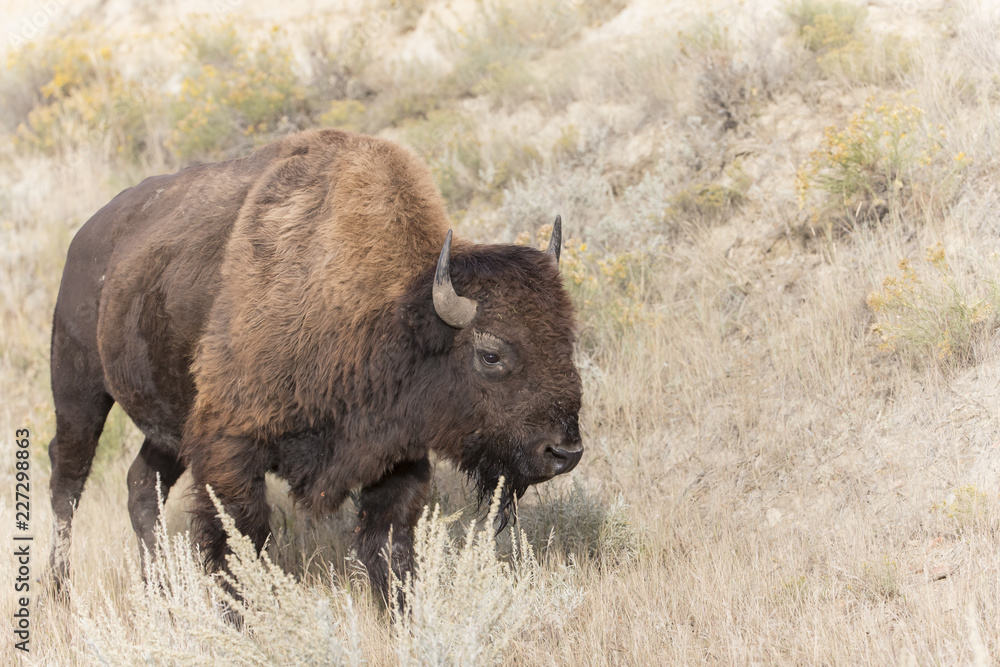 Bison at Theodore Roosevelt National Park in North Dakota, USA Bison at Theodore Roosevelt National Park in North Dakota, USA