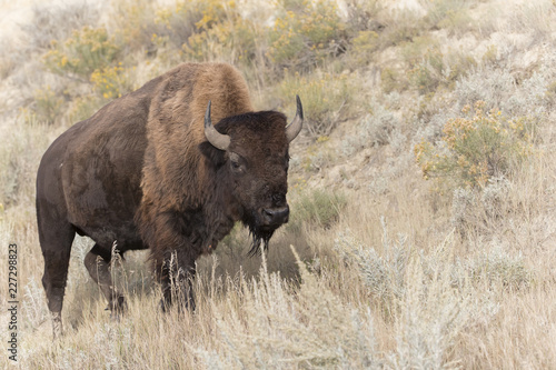 Bison at Theodore Roosevelt National Park in North Dakota, USA