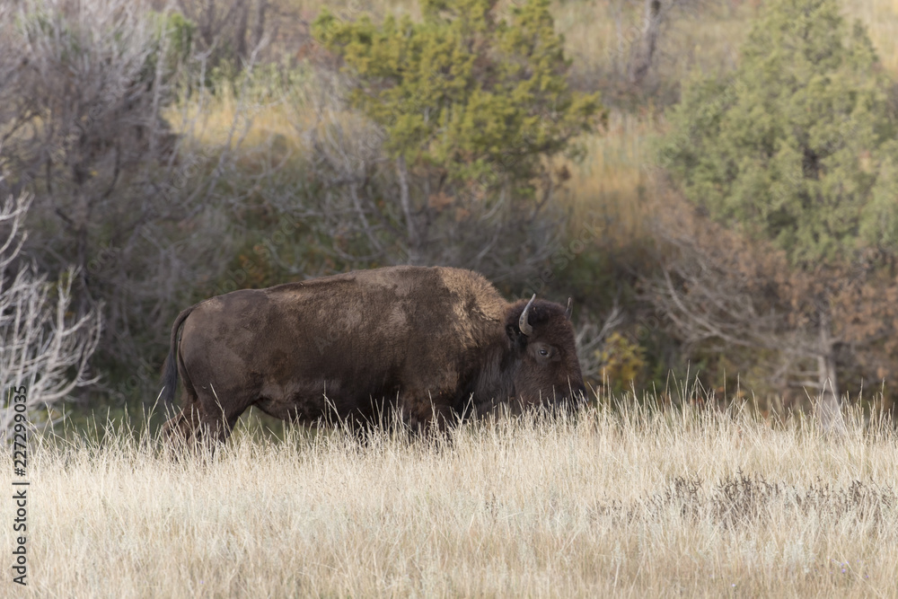 Bison at Theodore Roosevelt National Park in North Dakota, USA Bison at Theodore Roosevelt National Park in North Dakota, USA