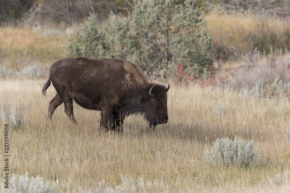 Bison at Theodore Roosevelt National Park in North Dakota, USA Bison at Theodore Roosevelt National Park in North Dakota, USA