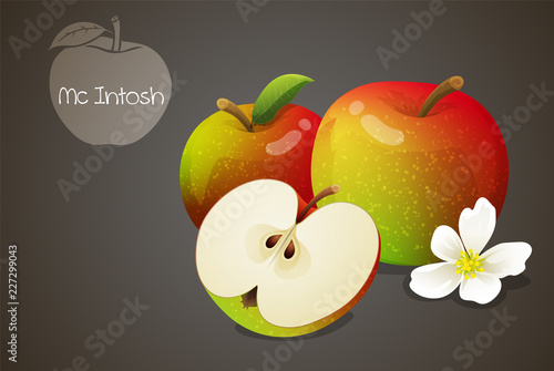 Mcintosh apples whole and cut in half with an apple blossom. Fruits isolated on grey background. Vector illustration.