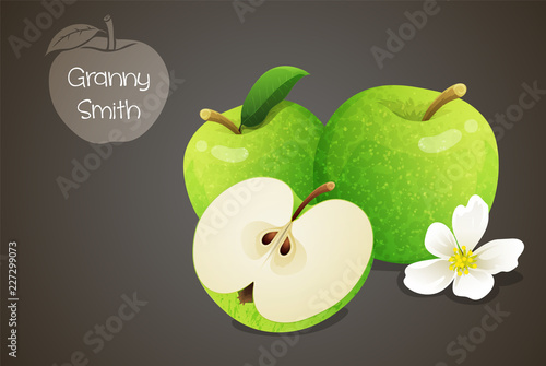 Granny smith apples whole and cut in half with an apple blossom. Fruits isolated on grey background. Vector illustration.