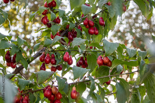 Canvas Print Red cornelian cherry fruits in the tree