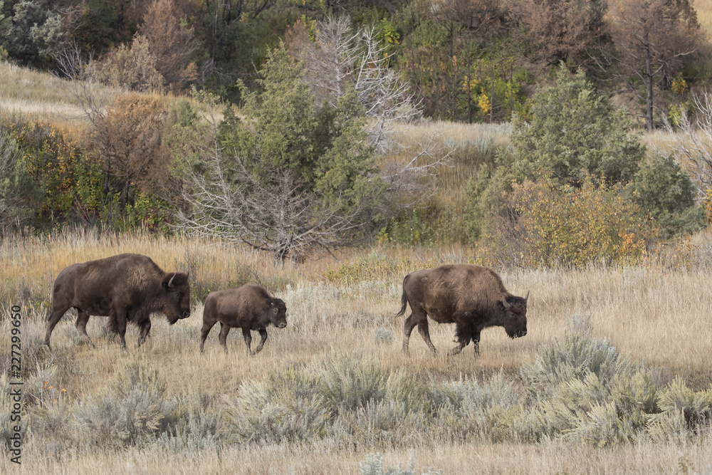 Bison at Theodore Roosevelt National Park in North Dakota, USA Bison at Theodore Roosevelt National Park in North Dakota, USA