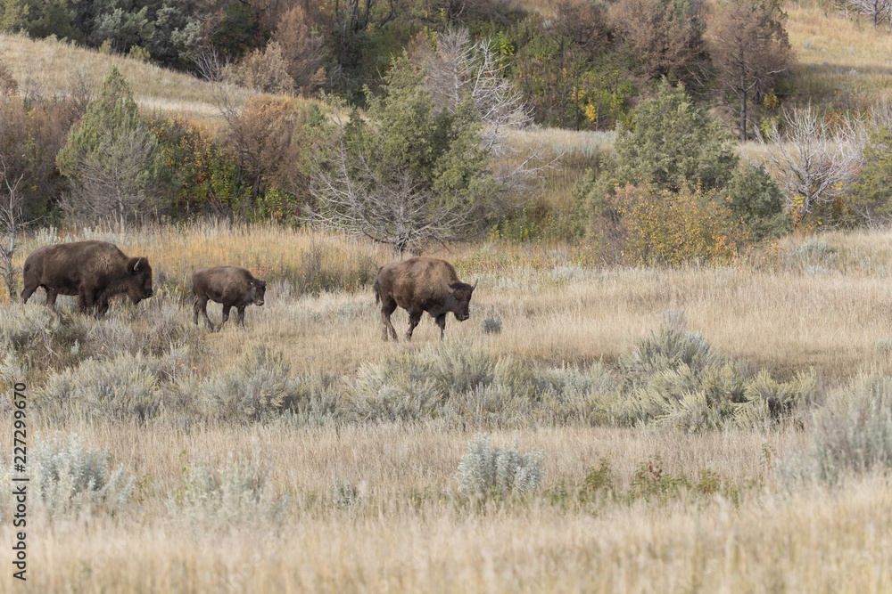 Bison at Theodore Roosevelt National Park in North Dakota, USA Bison at Theodore Roosevelt National Park in North Dakota, USA