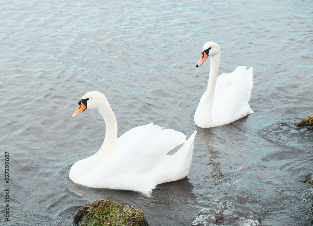 Obraz premium View Of Swans In Calm Water