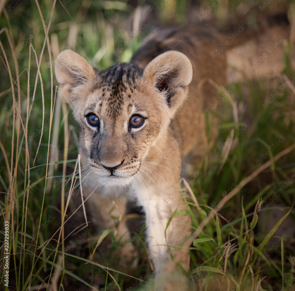 African lion cub in the tall grass in morning light African lion cub in the tall grass in morning light