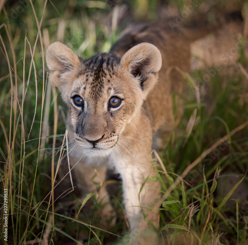 Fototapeta Naklejka Na Ścianę i Meble -  African lion cub in the tall grass in morning light