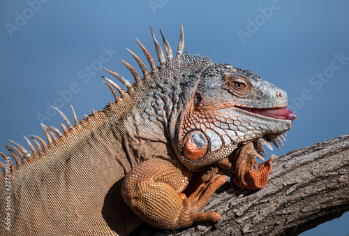 Green Monitor Lizard with an orange hue in his scales