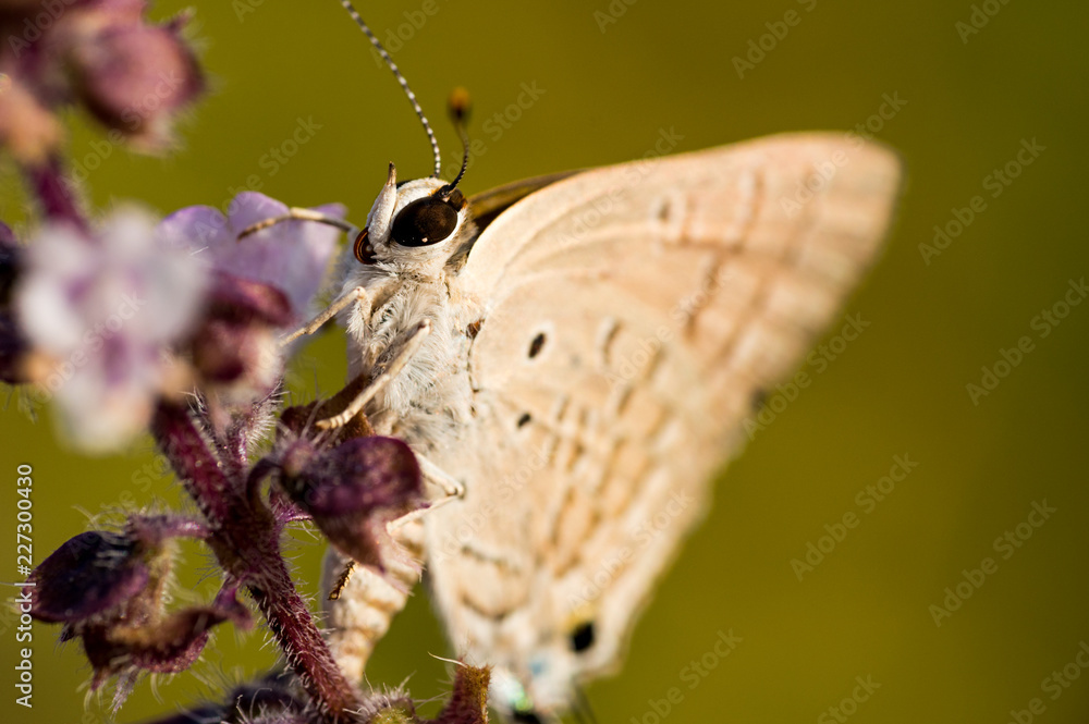 Obraz premium Macro shot of a beautiful butterfly sucking flower nectar