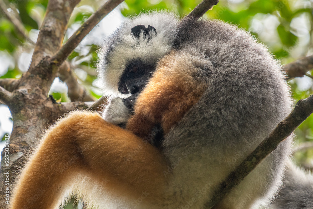 Obraz premium Lemur dancing, cute Diademed Sifaka Lemur in trees and nature. Madagascar animals wildlife, wild animal in Madagascar. Holiday tour in Andasibe, Isalo, Masoala, Marojejy National parks.