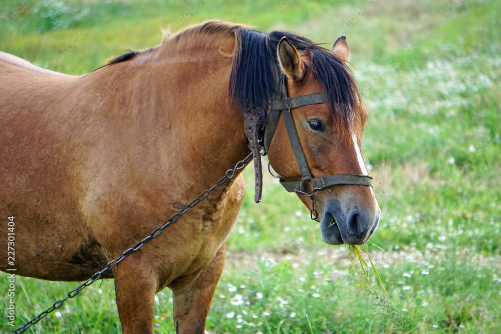 A bay horse grazes on a green meadow