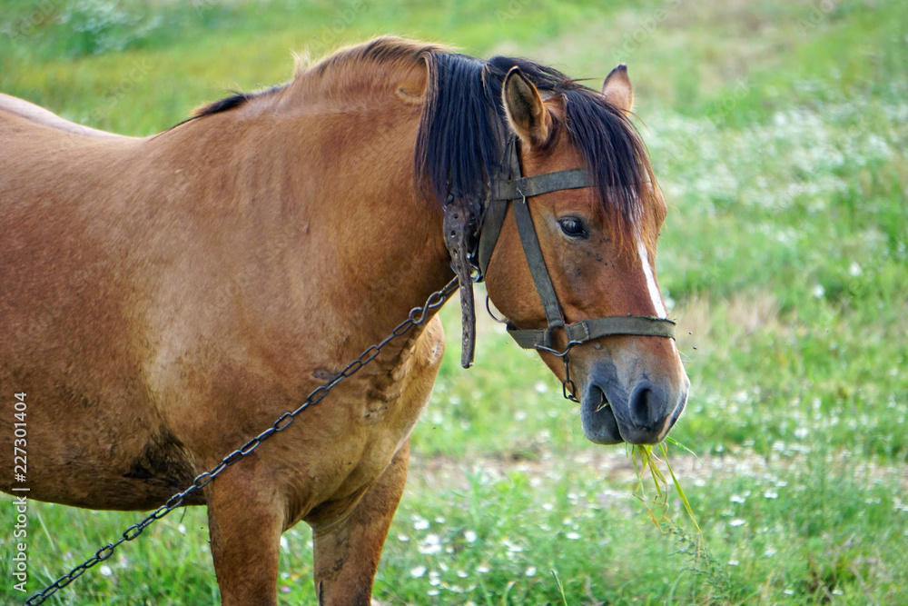 A bay horse grazes on a green meadow A bay horse grazes on a green meadow
