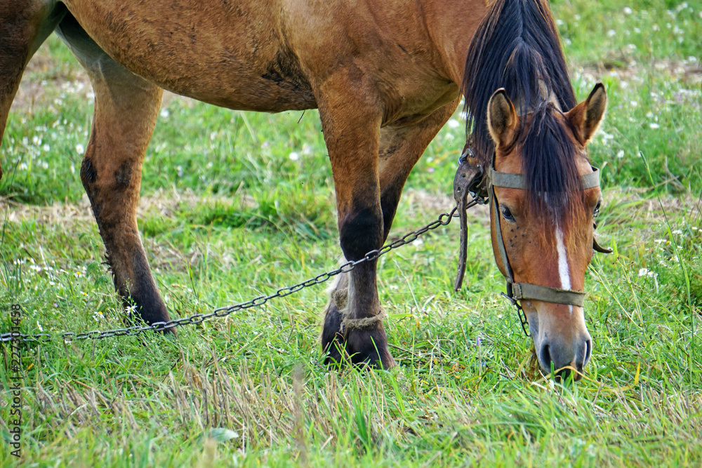 A bay horse grazes on a green meadow A bay horse grazes on a green meadow