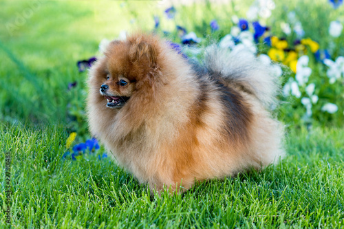 Cute small Pomeranian doggy in flowers in summer, smiling.