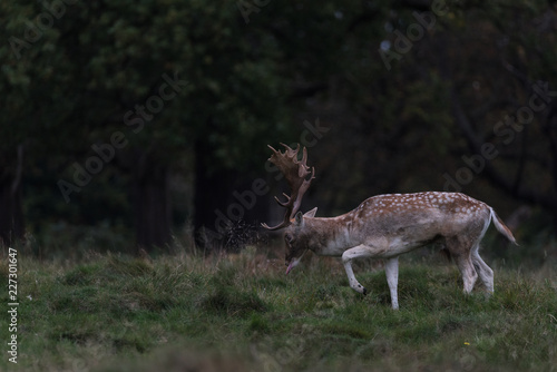 Fallow Deer Stag Walking © Tom