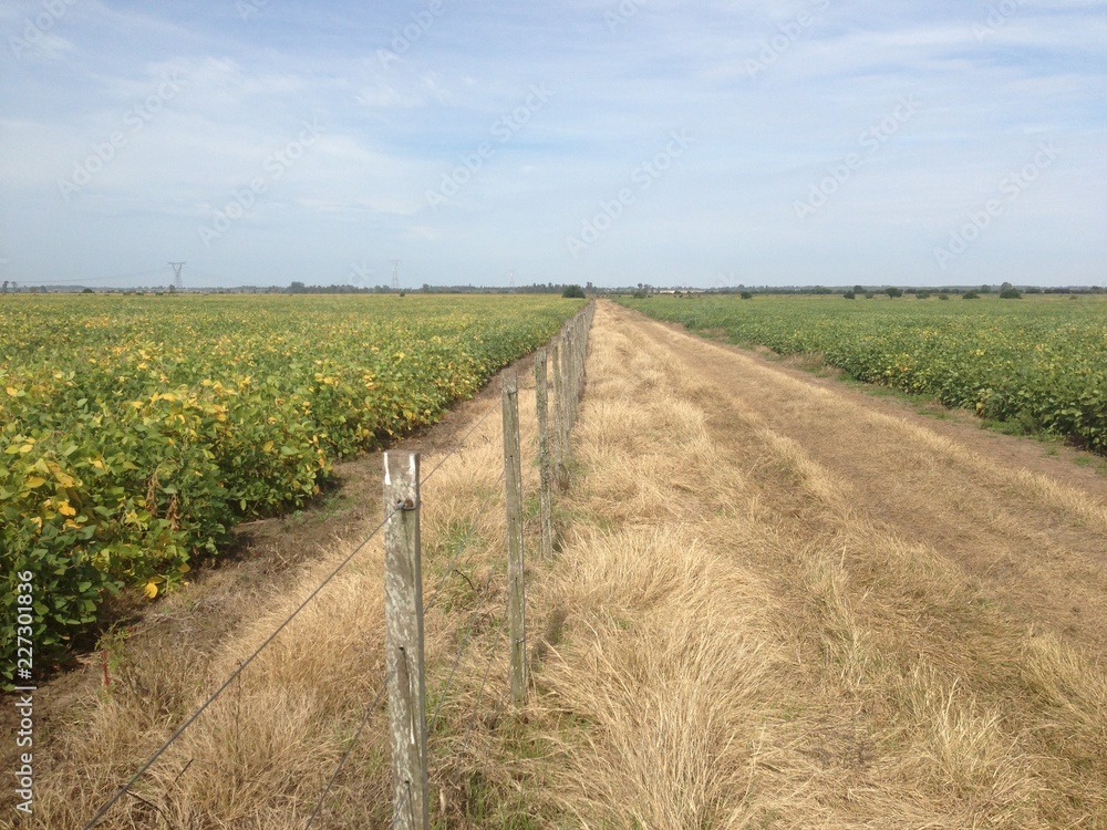 Obraz premium Campo Sembrado Soja