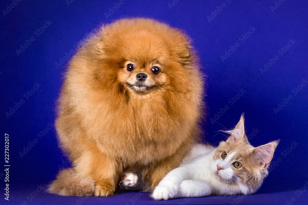 Maine coon kitten and Pomeranian dog best friends on blue background. Friendship.