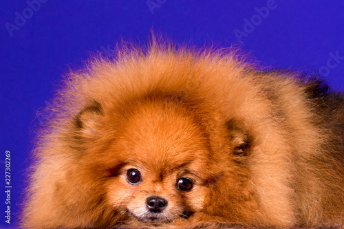 Lovely Pomeranian doggy on blue background. © Sergei
