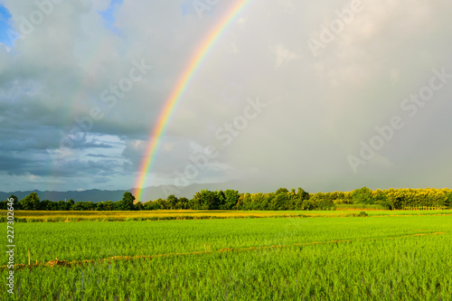 Rainbow over field while raining on sunny day. © jaideephoto