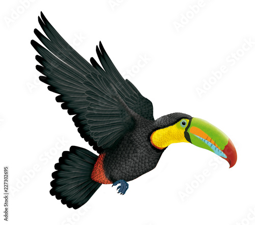 Keel-billed toucan, toucan en vol, animal, bec, nature, tropical, faune, isolé, sauvage, blanc, coloré, brésil, 