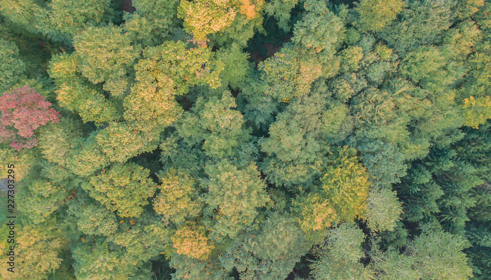 Luftaufnahme von einem Misch Wald Luftaufnahme von einem Misch Wald