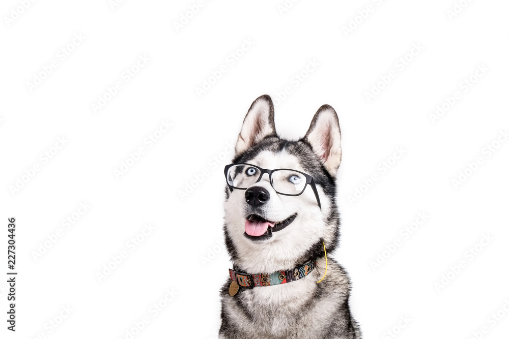 are huskies considered smart dogs