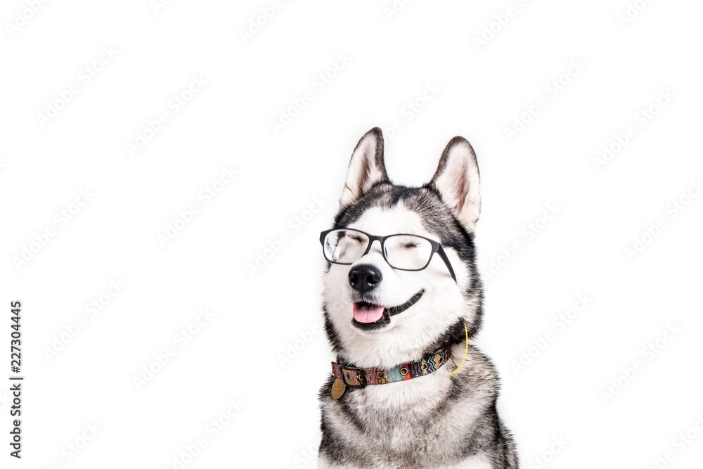 Smart dog concept. Portrait of young beautiful funny husky sitting with tongue out, wearing eyeglasses, white isolated background. Smiling face of domestic pet with pointy ears. Close up, copy space.