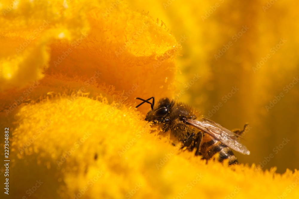 Obraz premium bees at work, pollinating pumpkin flower