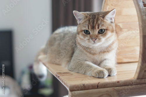 Wallpaper Mural British shorthair cat on a cat tree Torontodigital.ca