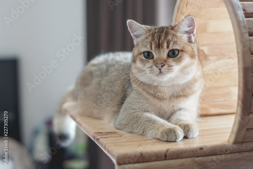 Wallpaper Mural British shorthair cat on a cat tree Torontodigital.ca