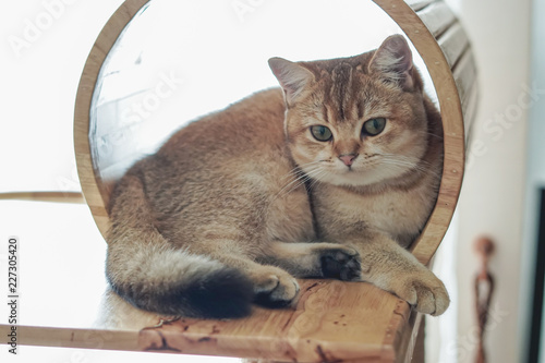British shorthair cat on a cat tree