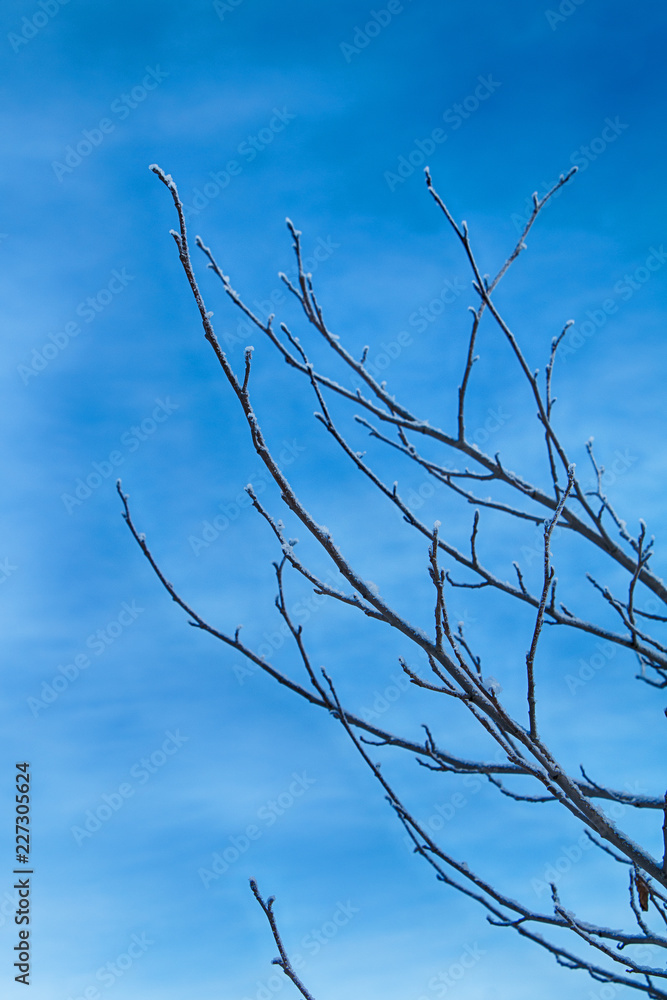 Tree branches after heavy snowfall in the winter forest against the blue sky Tree branches after heavy snowfall in the winter forest against the blue sky