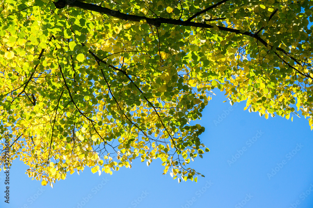 Tree with green and yellow leaves in front of blue sky Tree with green and yellow leaves in front of blue sky