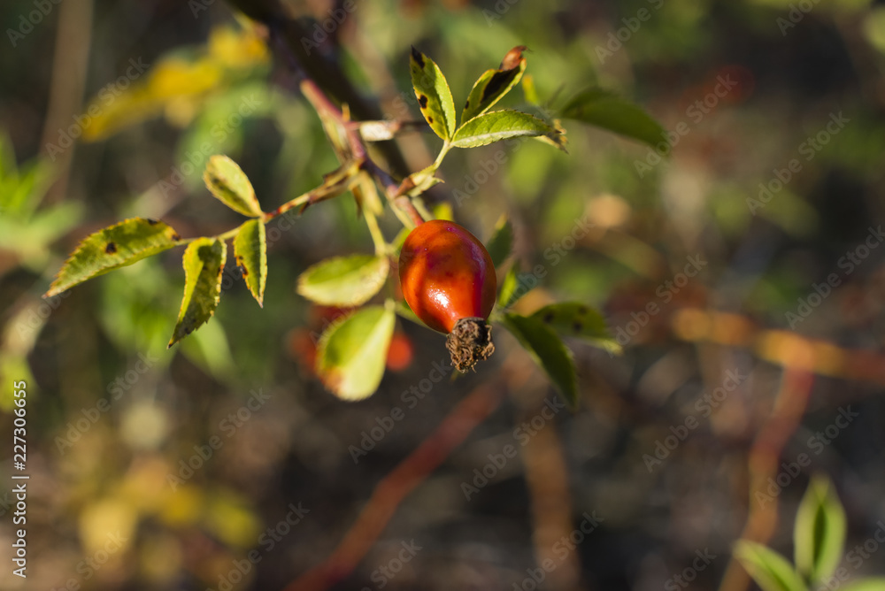 Rose Hip, sunny, isolated, Nice small Rose Hip, Makro of Rose Hip, branches with rose hips