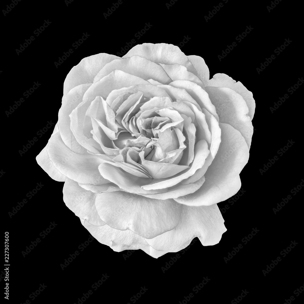 Fine Art Black And White Flower Photography Best Flower Site