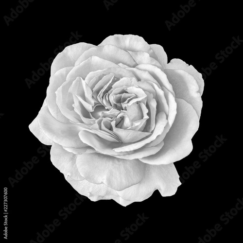 Fine art still life monochrome black and white flower macro photo of a wide open rose blossom with detailed texture on black background in vintage painting style