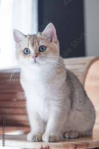 Wallpaper Mural British shorthair cat on a cat tree Torontodigital.ca