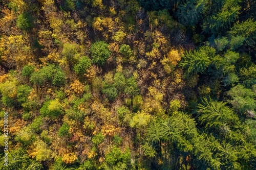 Herbstliche Bäume von oben mit einer Drohne fotografiert