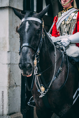 Horse on Guard
