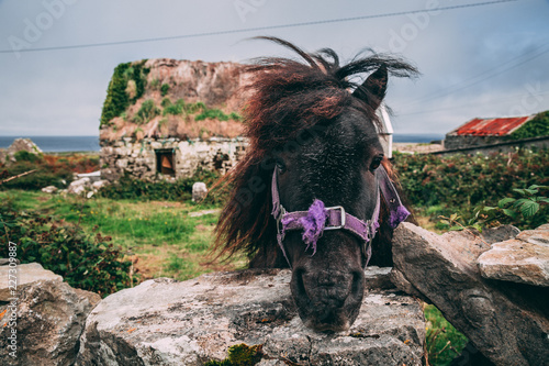 Photography Miniature Horse in the Countryside