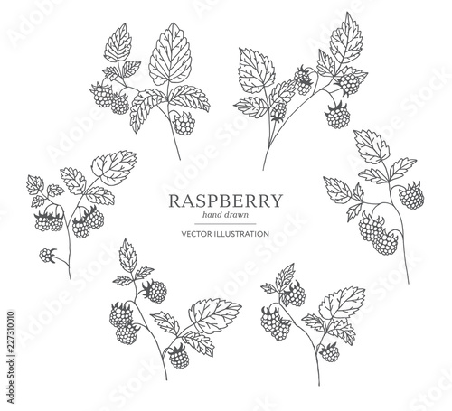 Hand drawn raspberry branches