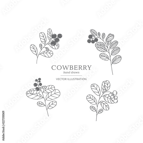 Hand drawn cowberry set