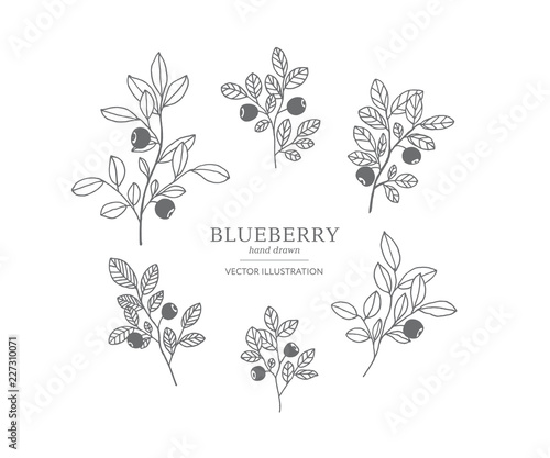 Hand drawn blueberry set.