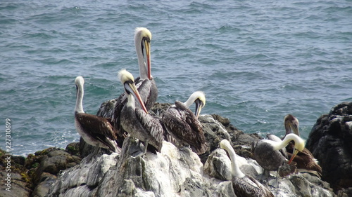 Photography Pelican birds at a rocky beach