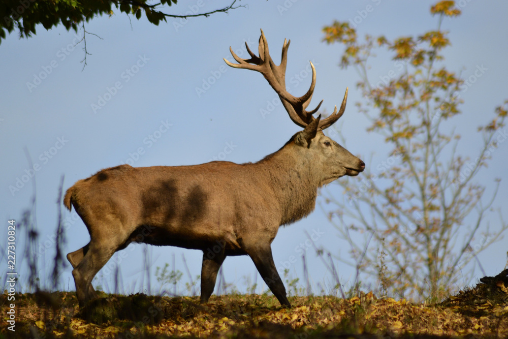 Hirsch Hirsch