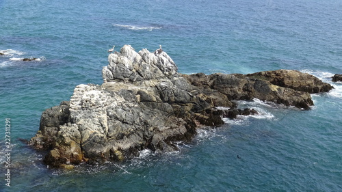 Photography Pelican birds at a rocky beach