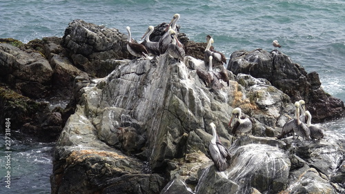 Pelican birds at a rocky beach